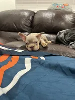Gucci , a male French Bulldog for sale in Phoenix, AZ – 4 of 4