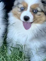 Bella, a female Miniature American Shepherd for sale in Cache, OK – Photo 4 of 5