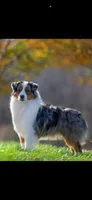 Bella, a female Miniature American Shepherd for sale in Cache, OK – Photo 5 of 5