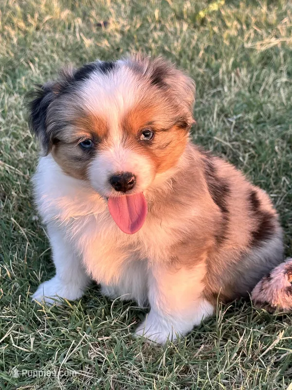 Bella, a female Miniature American Shepherd for sale in Cache, OK – Photo 1 of 5