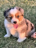 Bella, a female Miniature American Shepherd for sale in Cache, OK – Photo 1 of 5