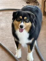 Bella, a female Miniature American Shepherd for sale in Cache, OK – Photo 2 of 5