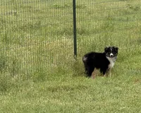 Brandy, a female Miniature American Shepherd for sale in Cache, OK – Photo 3 of 3