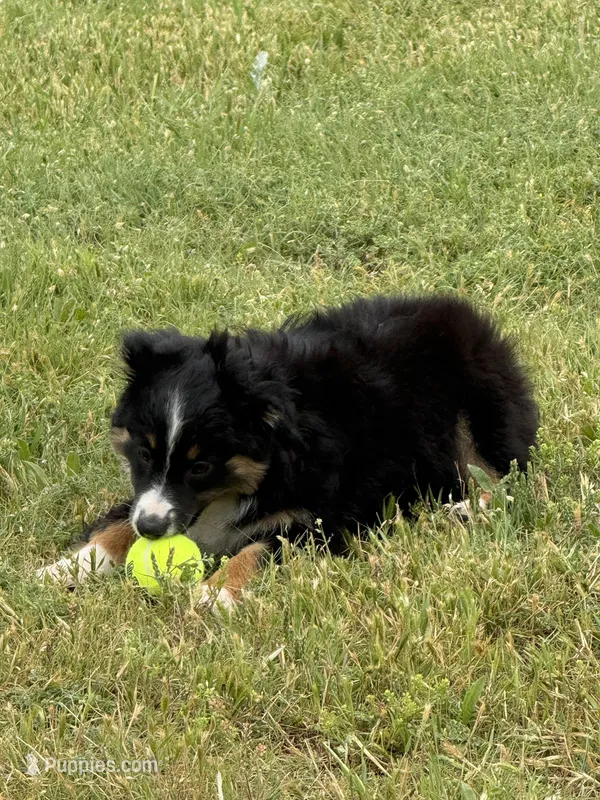 Brandy, a female Miniature American Shepherd for sale in Cache, OK – Photo 1 of 3