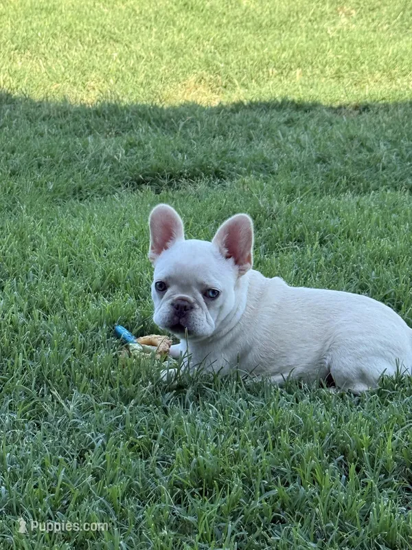 Scrappy, a female French Bulldog for sale in Cache, OK – Photo 1 of 4