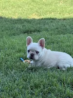 Scrappy, a female French Bulldog for sale in Cache, OK – Photo 1 of 4