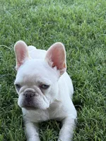 Scrappy, a female French Bulldog for sale in Cache, OK – Photo 3 of 4