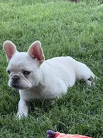 Scrappy, a female French Bulldog for sale in Cache, OK – Photo 4 of 4