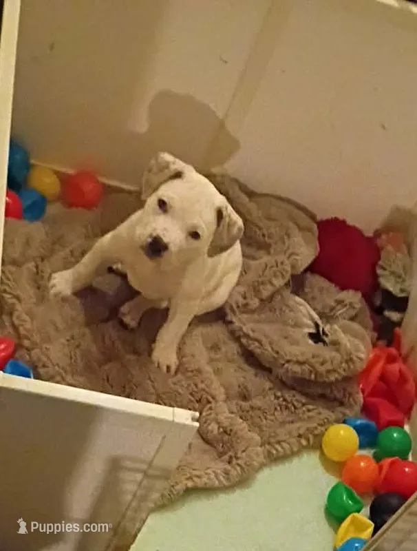 Boss – American Bully puppy for sale in Danville, IL