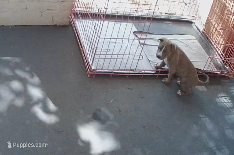 King – American Bully puppy for sale in Danville, IL