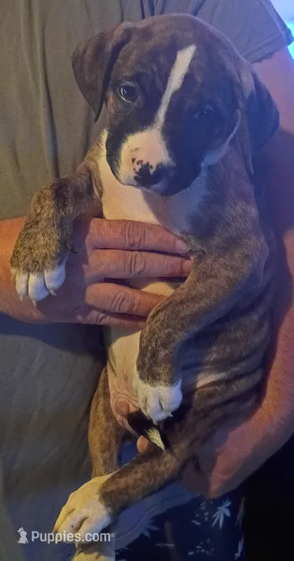 Kush – American Bully puppy for sale in Danville, IL