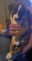 Kush, a male American Bully for sale in Danville, IL – 1 of 1