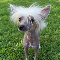 Goldy, a male Chinese Crested for sale in Henderson, NV – 4 of 6