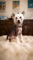 🐾 Stunning Hairless Chinese Crested - $2,000  🐾, a male Chinese Crested for sale in Westerville, OH – 3 of 3