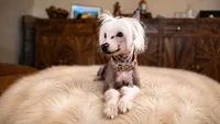 🐾 Stunning Hairless Chinese Crested - $3,000  🐾, a male Chinese Crested for sale in Westerville, OH – 2 of 3