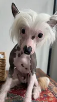 🐾 Stunning Hairless Chinese Crested - $2,000  🐾, a male Chinese Crested for sale in Westerville, OH – 1 of 3