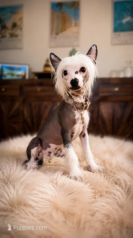 🐾 True Hairless Chinese Crested - $2,000  🐾 – Chinese Crested puppy for sale in Westerville, OH