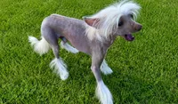 Goldy, a male Chinese Crested for sale in Henderson, NV – 6 of 6