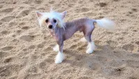 Goldy, a male Chinese Crested for sale in Henderson, NV – 2 of 6