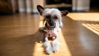 🐾 Stunning Hairless Chinese Crested - $2,500  🐾, a male Chinese Crested for sale in Westerville, OH – 2 of 3