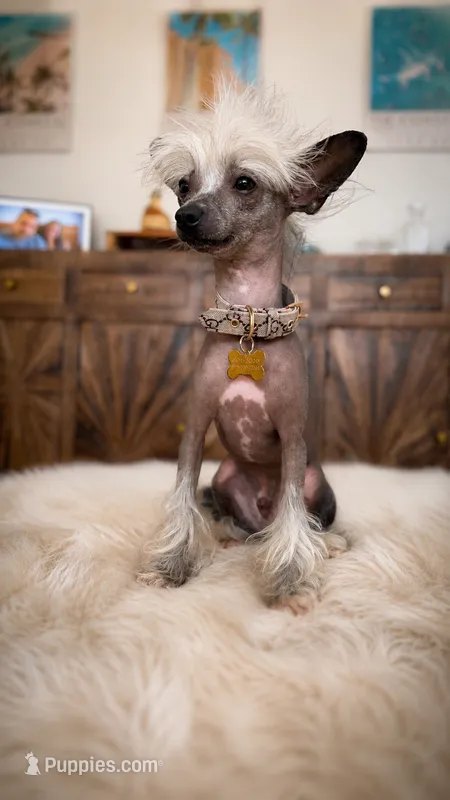 🐾 Stunning Hairless Chinese Crested - $2,500  🐾 – Chinese Crested puppy for sale in Westerville, OH