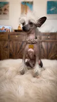 🐾 Stunning Hairless Chinese Crested - $2,500  🐾, a male Chinese Crested for sale in Westerville, OH – 1 of 3