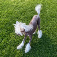 Goldy, a male Chinese Crested for sale in Henderson, NV – 5 of 6