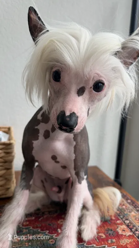 🐾 Stunning Hairless Chinese Crested - $2,000  🐾 – Chinese Crested puppy for sale in Westerville, OH