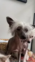 🐾 Stunning Hairless Chinese Crested - $2,500  🐾, a male Chinese Crested for sale in Westerville, OH – 3 of 3