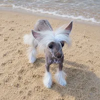 Goldy, a male Chinese Crested for sale in Henderson, NV – 3 of 6