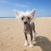 Goldy, a male Chinese Crested for sale in Henderson, NV – 1 of 6
