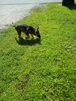 Unmamed, a male German Shepherd Dog for sale in Newport Center, VT – 10 of 10