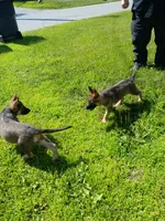Unmamed, a male German Shepherd Dog for sale in Newport Center, VT – 6 of 10