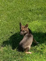 Unmamed, a male German Shepherd Dog for sale in Newport Center, VT – 4 of 10