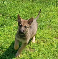 Unmamed, a male German Shepherd Dog for sale in Newport Center, VT – 3 of 10