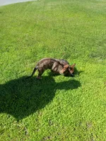 Unmamed, a male German Shepherd Dog for sale in Newport Center, VT – 7 of 10