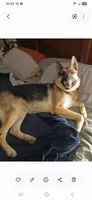 Unmamed, a male German Shepherd Dog for sale in Newport Center, VT – 5 of 10