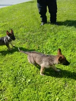 Unmamed, a male German Shepherd Dog for sale in Newport Center, VT – 8 of 10