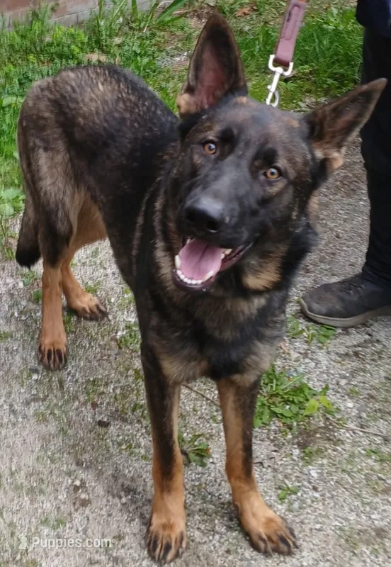 Unmamed – German Shepherd Dog puppy for sale in Newport Center, VT
