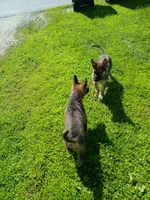 Unmamed, a male German Shepherd Dog for sale in Newport Center, VT – 2 of 10