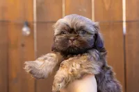 Bean, a male Shih Tzu for sale in Oakley, CA – 2 of 6