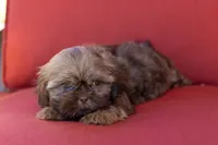 Bean, a male Shih Tzu for sale in Oakley, CA – 4 of 6
