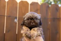 Bean, a male Shih Tzu for sale in Oakley, CA – 5 of 6