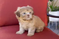 Bambi, a female Shih Tzu for sale in Oakley, CA – 5 of 5