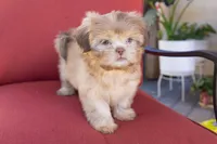 Bambi, a female Shih Tzu for sale in Oakley, CA – 3 of 5