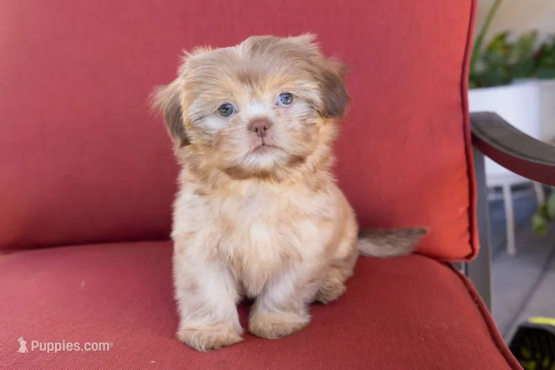 Bambi – Shih Tzu puppy for sale in Oakley, CA