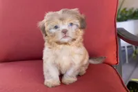 Bambi, a female Shih Tzu for sale in Oakley, CA – 1 of 5