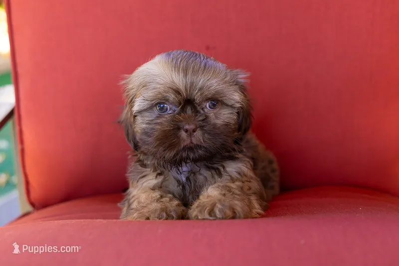 Bean – Shih Tzu puppy for sale in Oakley, CA