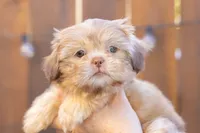 Bambi, a female Shih Tzu for sale in Oakley, CA – 2 of 5