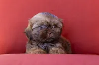 Bean, a male Shih Tzu for sale in Oakley, CA – 3 of 6